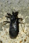 Reduvius personatus