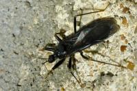 Reduvius personatus