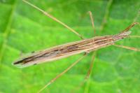 Berytinus hirticornis