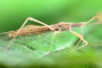 Berytinus hirticornis