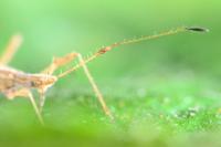 Berytinus hirticornis