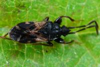 Taphropeltus contractus