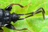 Taphropeltus contractus