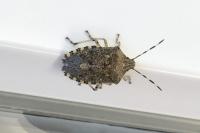 Rhaphigaster nebulosa