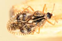 Dictyla humuli