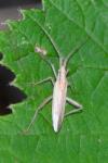Stenodema laevigata