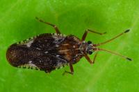 Physatocheila dumetorum