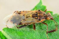 Liorhyssus hyalinus