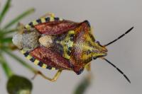 Carpocoris purpureipennis