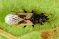 Metopoplax ditomoides