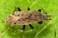 Peritrechus gracilicornis