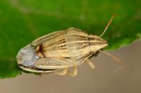 Aelia acuminata