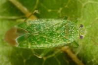 Orthotylus flavosparsus