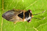Geocoris megacephalus