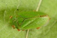 Tettigometra virescens