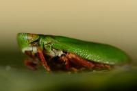 Tettigometra virescens