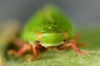 Tettigometra virescens