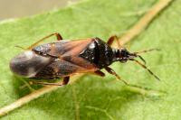 Anthocoris nemoralis