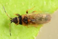 Oxycarenus pallens