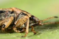 Emblethis denticollis