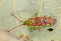 Pantilius tunicatus