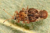 Physatocheila dumetorum