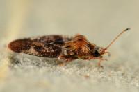 Physatocheila dumetorum