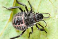 Halyomorpha halys