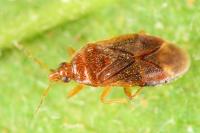 Cardiastethus fasciiventris