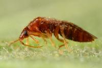 Cardiastethus fasciiventris