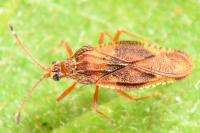 Physatocheila dumetorum