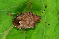 Peribalus strictus