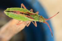 Myrmus miriformis