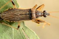 Himacerus major