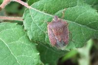Nezara viridula