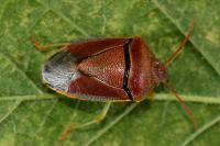 Piezodorus lituratus