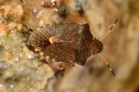 Peribalus strictus