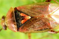 Lygus rugulipennis