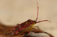 Pantilius tunicatus