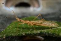 Berytinus hirticornis