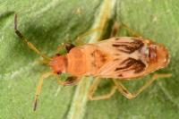 Scolopostethus affinis