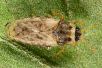 Piesma maculatum