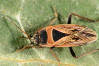 Xanthochilus quadratus