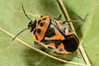 Eurydema ornata