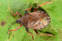 Picromerus bidens