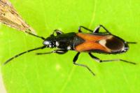 Pterotmetus staphyliniformis