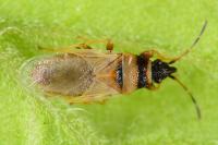 Oxycarenus pallens