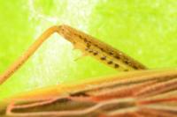 Stenodema calcarata