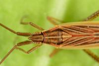 Stenodema calcarata