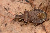 Enoplops scapha